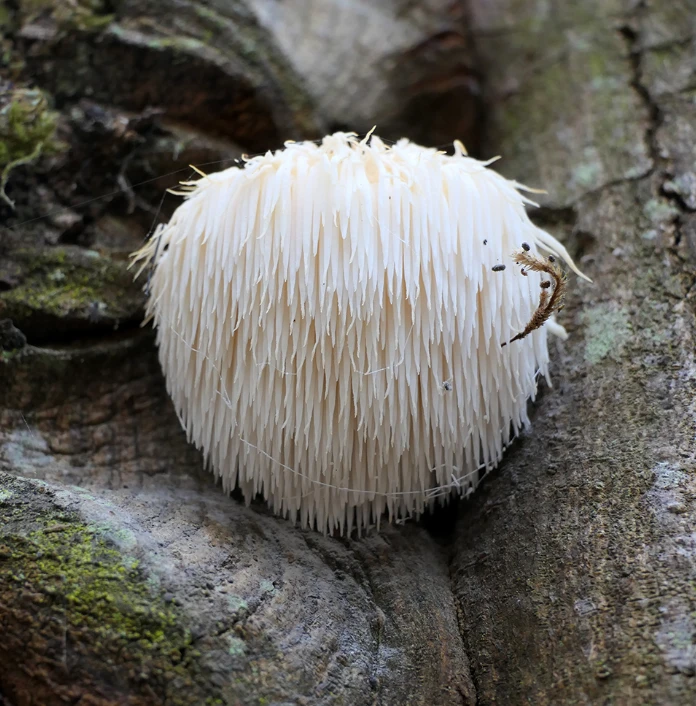 hericium extract powder landnutra 02 hericium extract powder landnutra 02