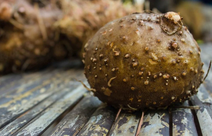 amorphophallus konjac root extract powder landnutra 03 amorphophallus konjac root extract powder landnutra 03